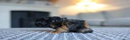 Guinea Pig rodents for sale: Beautiful Baby Guinea Pigs – Ready to Reserve  - Advert 4