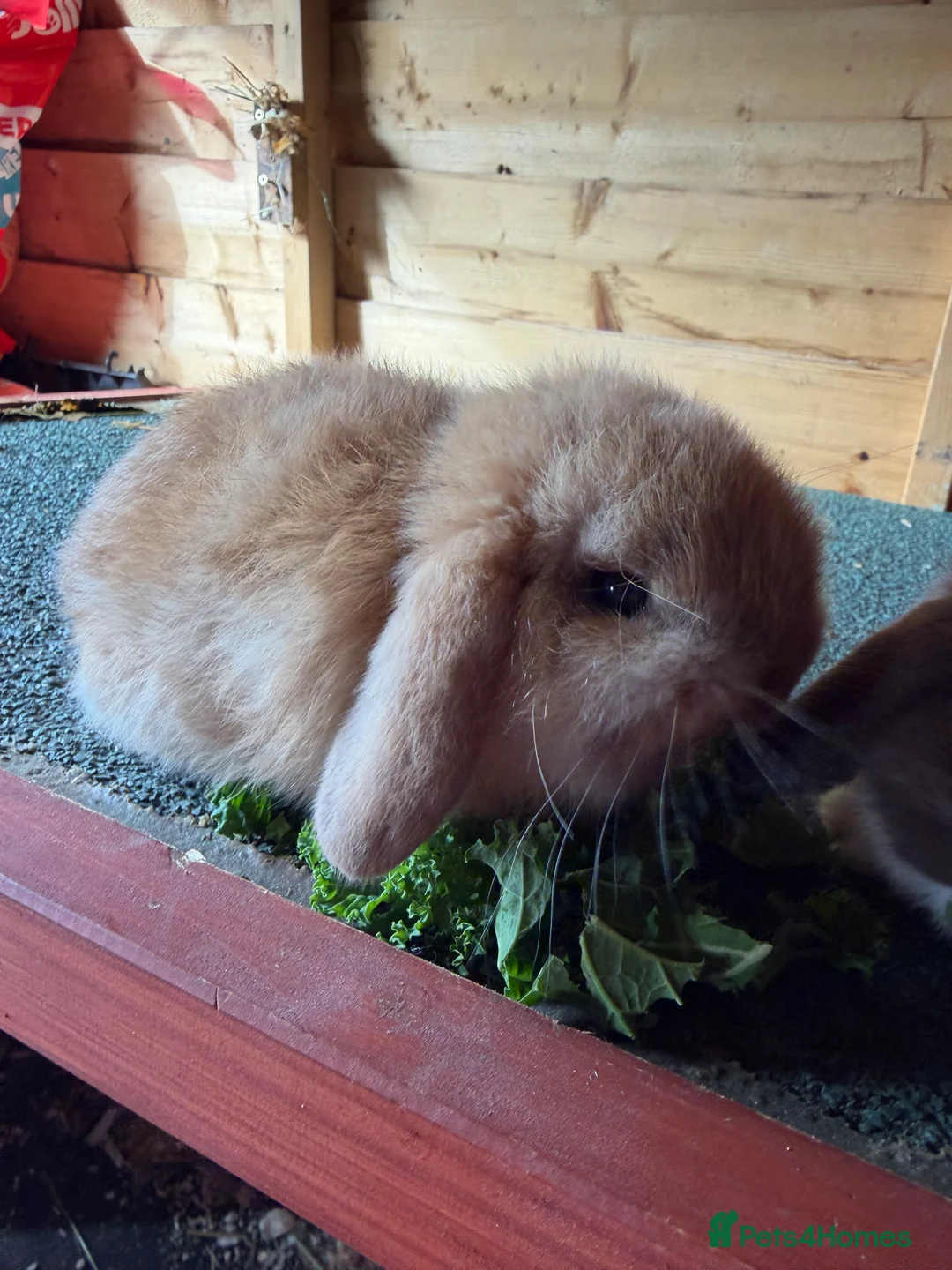 Mini Lop rabbits for sale: Mini lop pure bred  - Advert 4