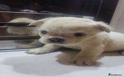 French Bulldog dogs for sale: New shade french bulldogs - Image 10