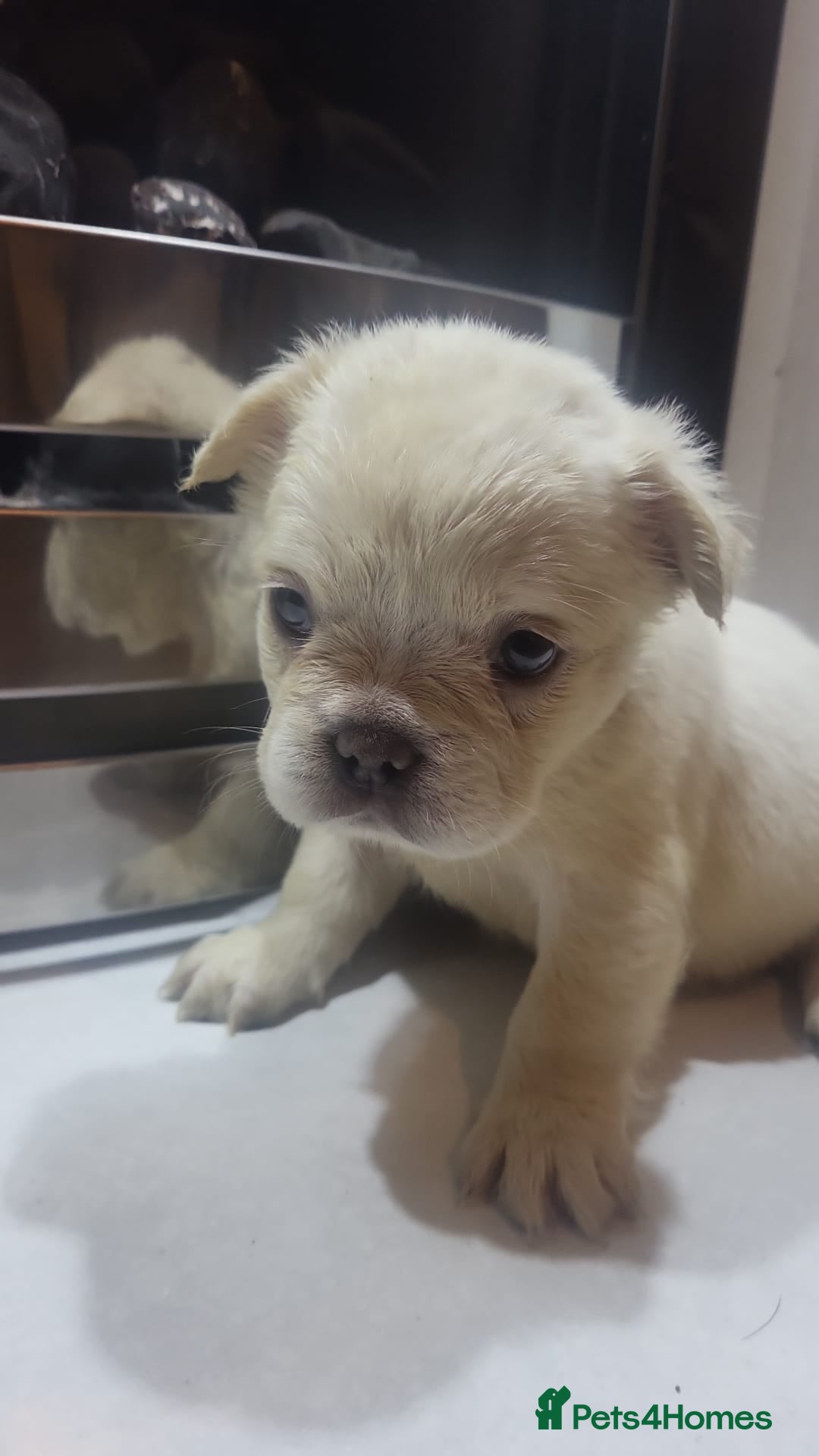 French Bulldog dogs for sale: New shade french bulldogs - Image 10
