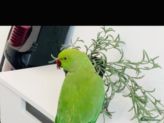 Parrots birds Baby Indian Ringnack parrot for sale - Advert 4