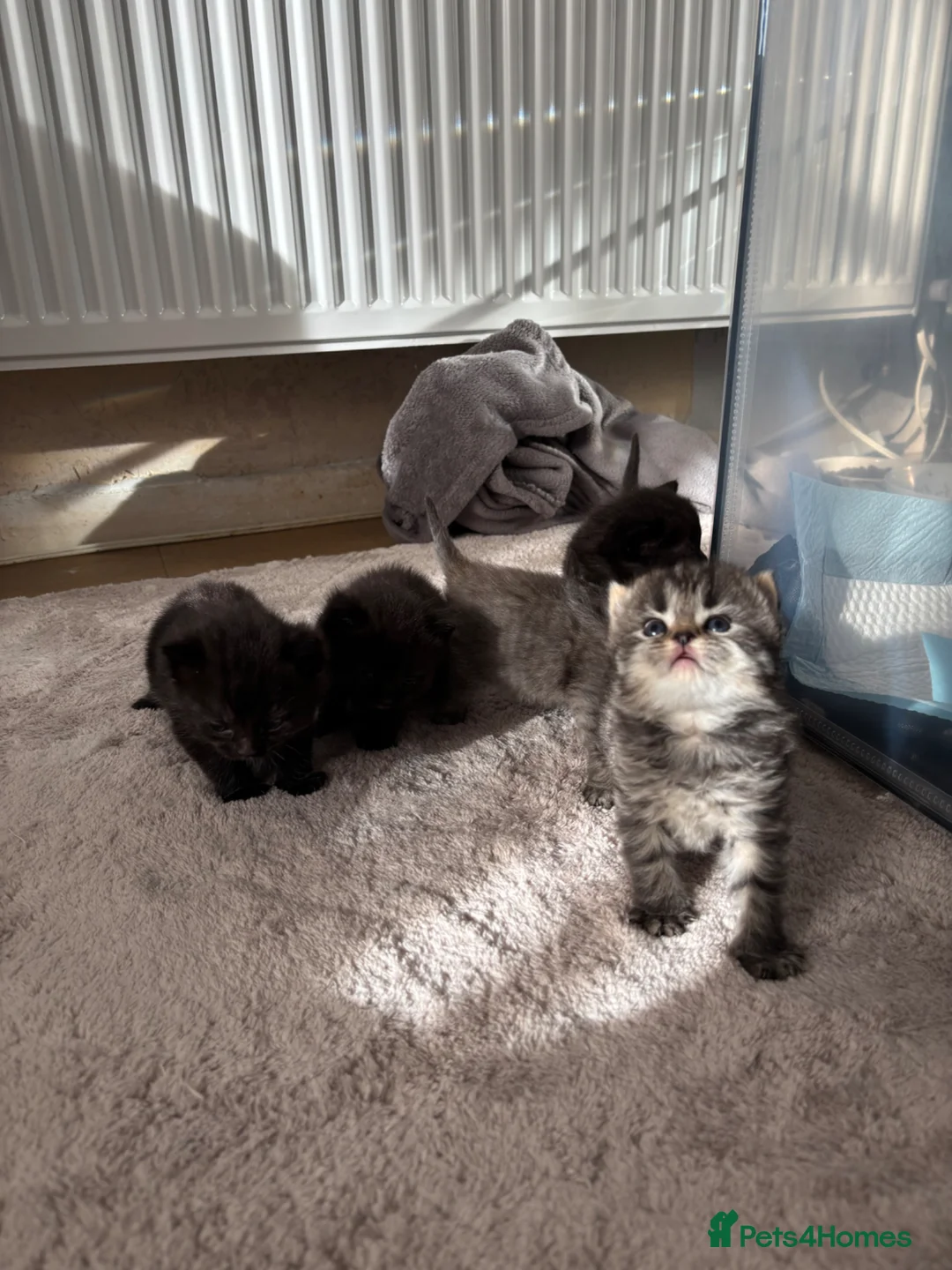 Mixed Breed cats for sale: Beaitiful Ragdoll x kittens READY ON 26th June  - Advert 9