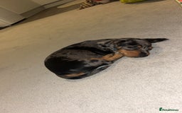 Dachshund dogs for sale: Female Dapple Dachshund   - Advert 2