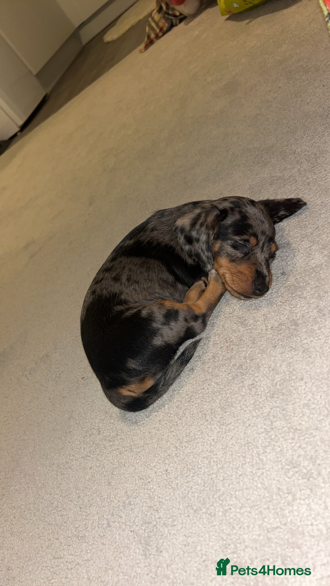 Dachshund dogs for sale: Female Dapple Dachshund   - Advert 2
