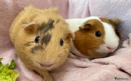 Guinea Pig rodents for sale: Female Pair  - Image 1