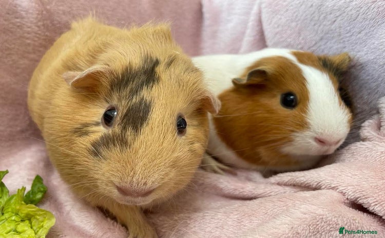 Guinea Pig rodents - Advert 1