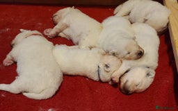Samoyed dogs for sale: 🐾 Exceptional Pedigree Samoyed Puppies  🐾 - Image 10