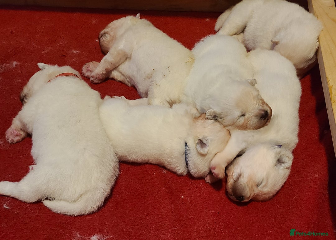 Samoyed dogs for sale: 🐾 Exceptional Pedigree Samoyed Puppies  🐾 - Image 10