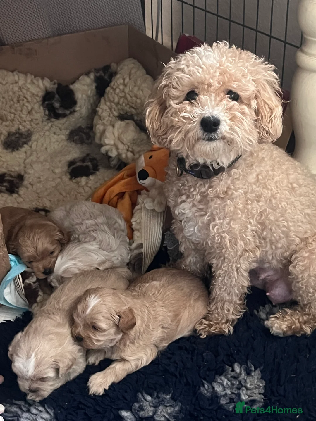 Shihpoo dogs for sale: Stunning Shih poo puppies  - Advert 8