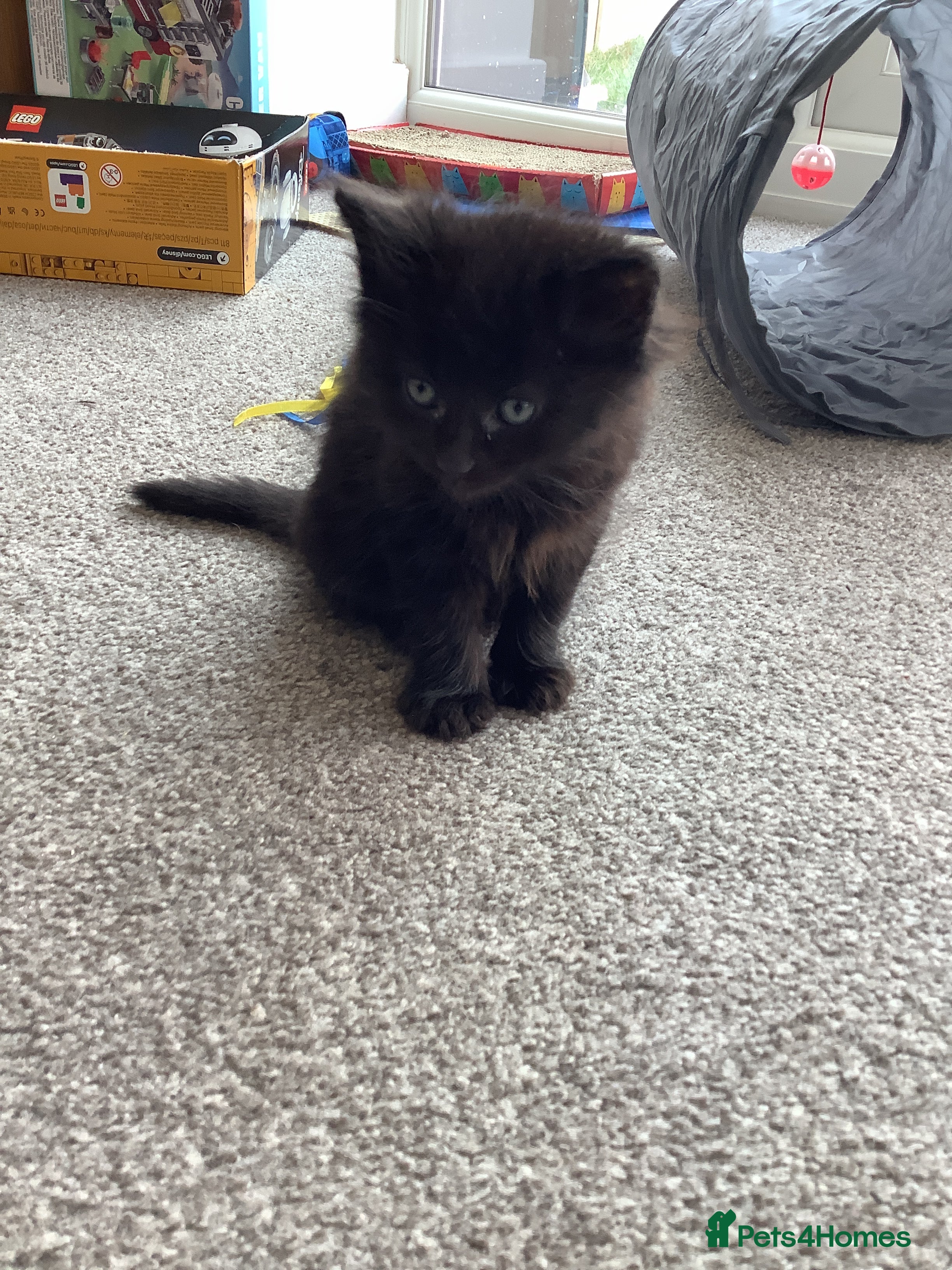 Russian Blue cats Russian blue/maine coon mix  - Advert 3