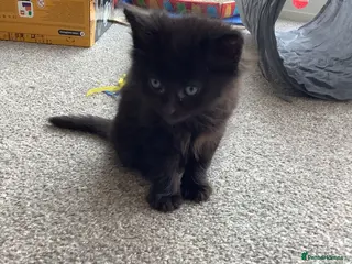 Russian Blue cats Russian blue/maine coon mix - Advert 1