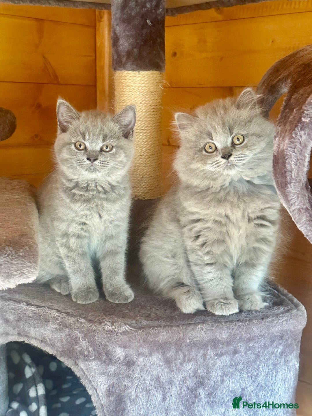 British Shorthair cats for sale: Ready For Forever Homes Soon! - Image 24