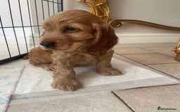 Cocker Spaniel dogs for sale: KC SHOW COCKER SPANIELS READY NOW - Image 4