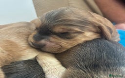Cockapoo dogs for sale: 👑 Stunning F1 Cockapoo puppies 👑 - Image 2