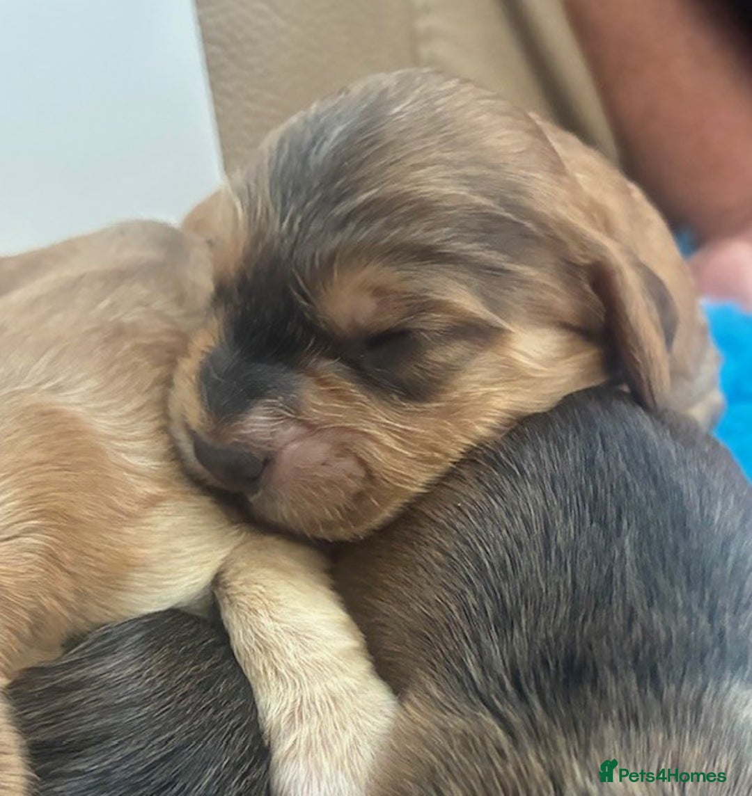 Cockapoo dogs for sale: 👑 Stunning F1 Cockapoo puppies 👑 - Image 2