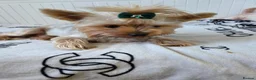 Yorkshire Terrier dogs for sale: 💕Yorkshire Terrier puppies.💕 - Advert 9