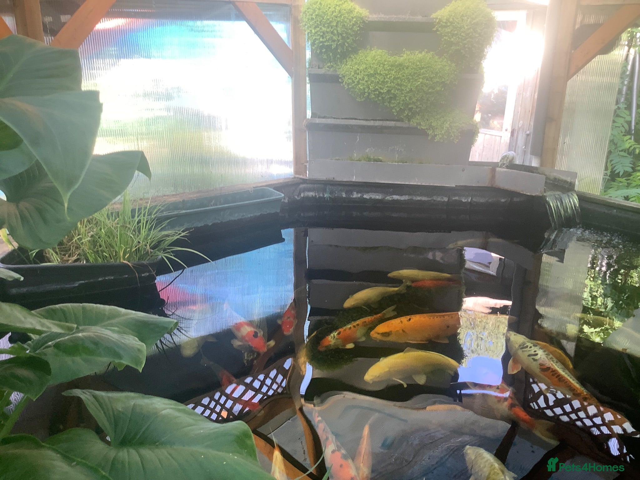 Koi Carp fish Pond clearance - Advert 1