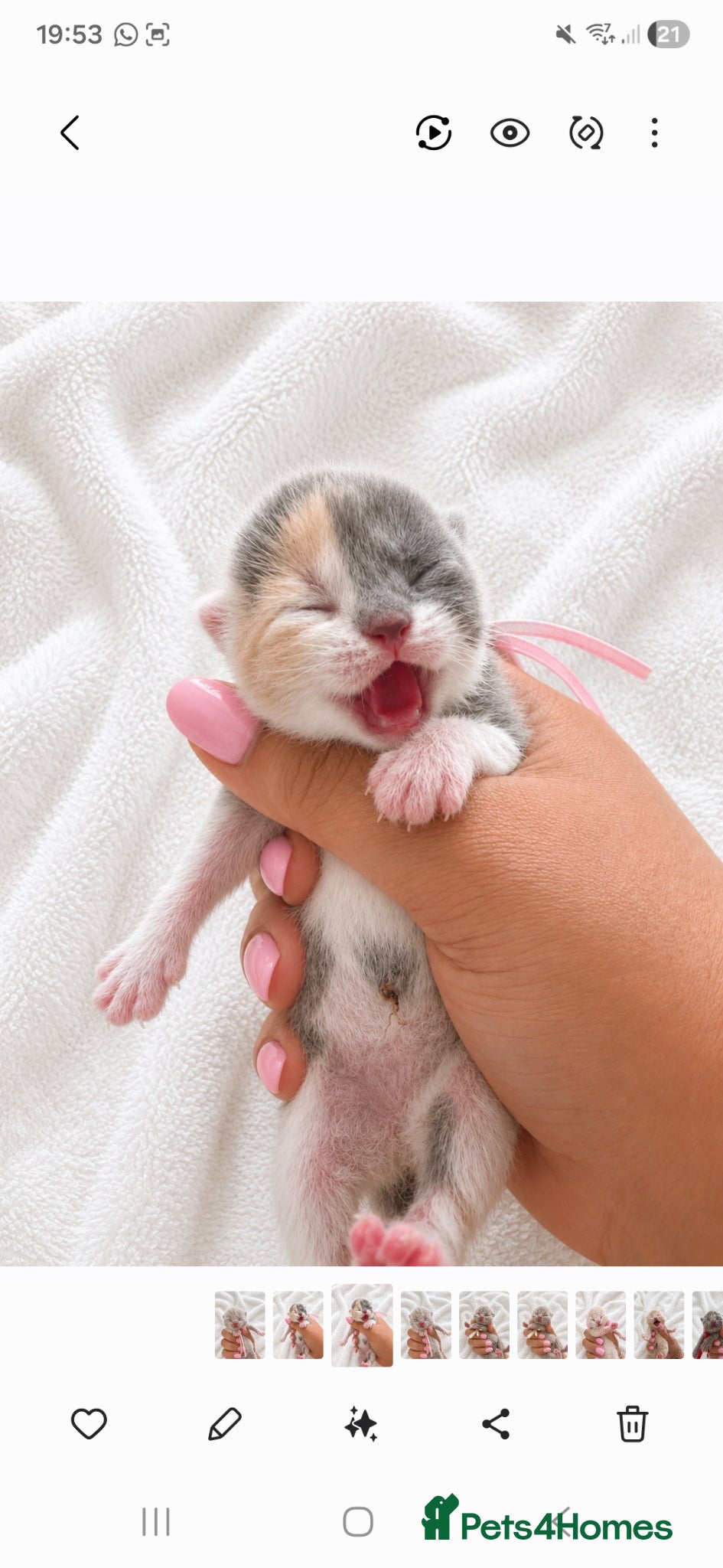 British Shorthair cats CHAMPION GCCF BRITISH SHORTHAIR KITTENS  - Advert 1