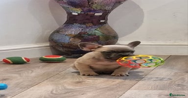 French Bulldog dogs - Advert 9