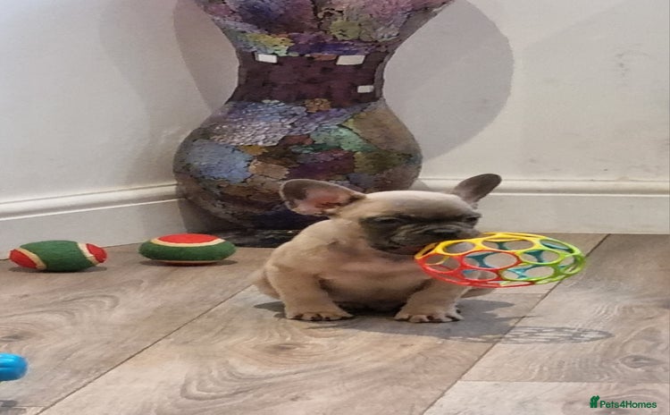 French Bulldog dogs - Advert 13