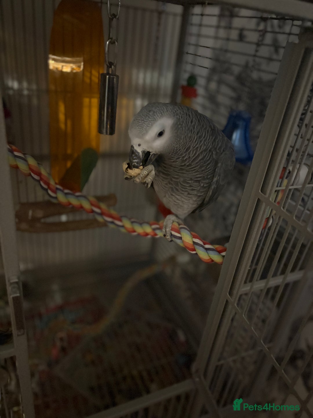 Parrots birds for sale: Semi Tame African Grey - Image 1