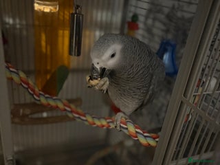 Parrots birds - Advert 25