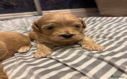 Maltipoo dogs for sale: Beautiful Maltipoo puppies for sale - Image 5