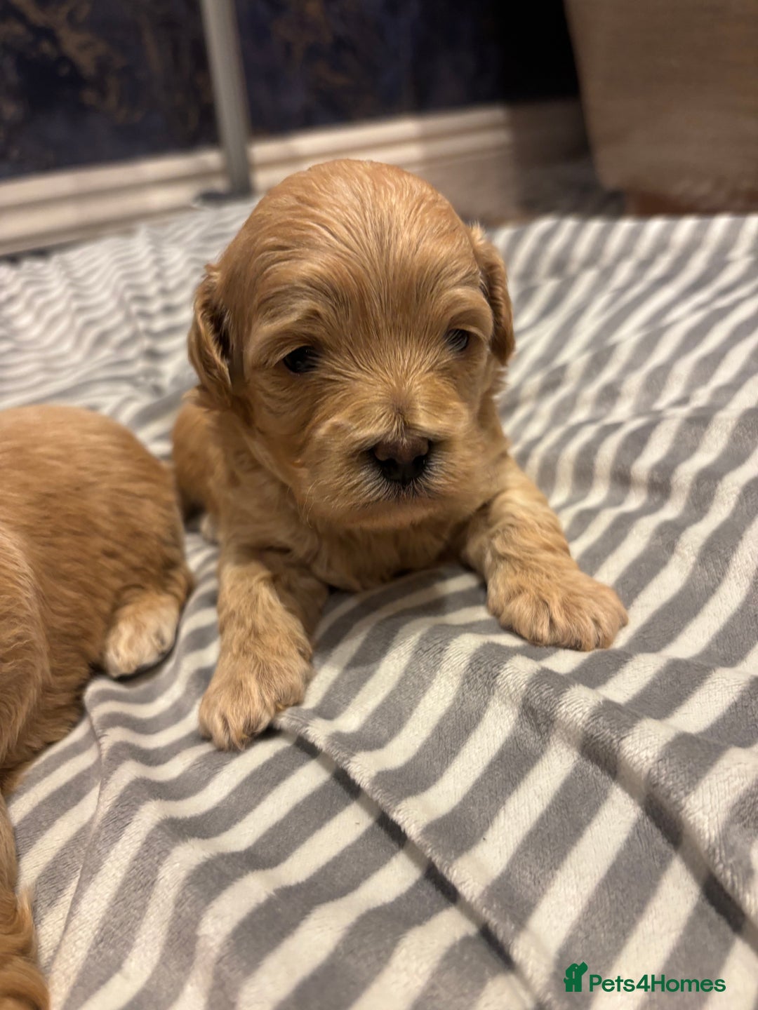 Maltipoo dogs for sale: Beautiful Maltipoo puppies for sale - Image 5