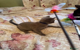 Burmese cats for sale: Burmese Kittens For Sale - Advert 2