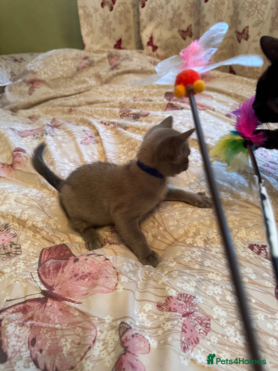 Burmese cats for sale: Burmese Kittens For Sale - Advert 2