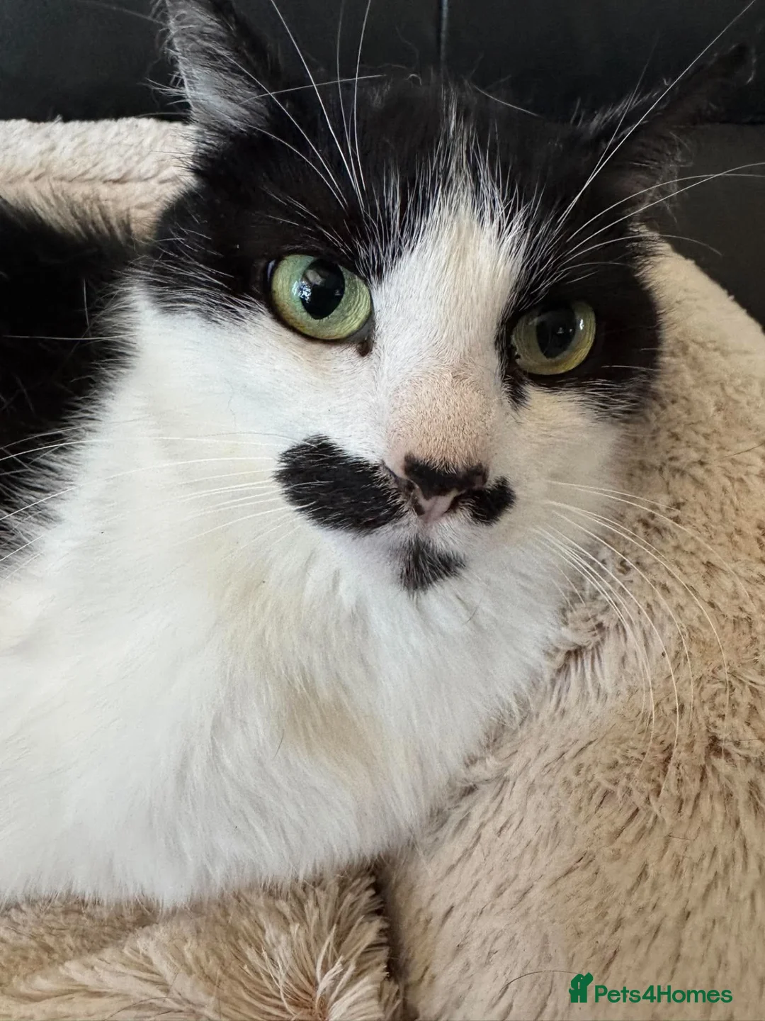 Mixed Breed cats for adoption: Mama needs a loving home  - Advert 2