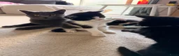 Mixed Breed cats for sale: Kittens available  - Advert 14