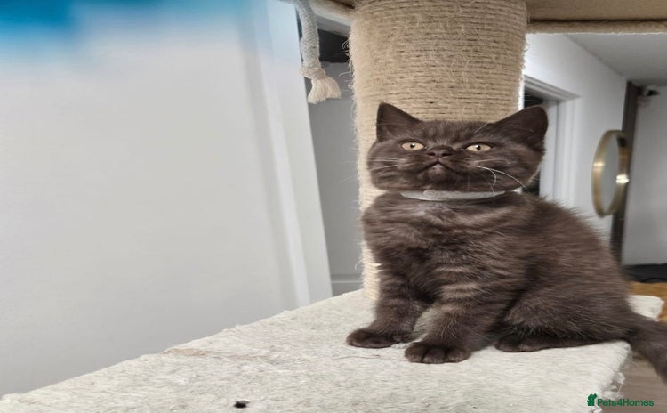 British Shorthair cats British shorthair kittens Smoked black £500 - Advert 1
