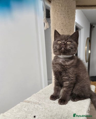 British Shorthair cats British shorthair kittens Smoked black £500 - Advert 1