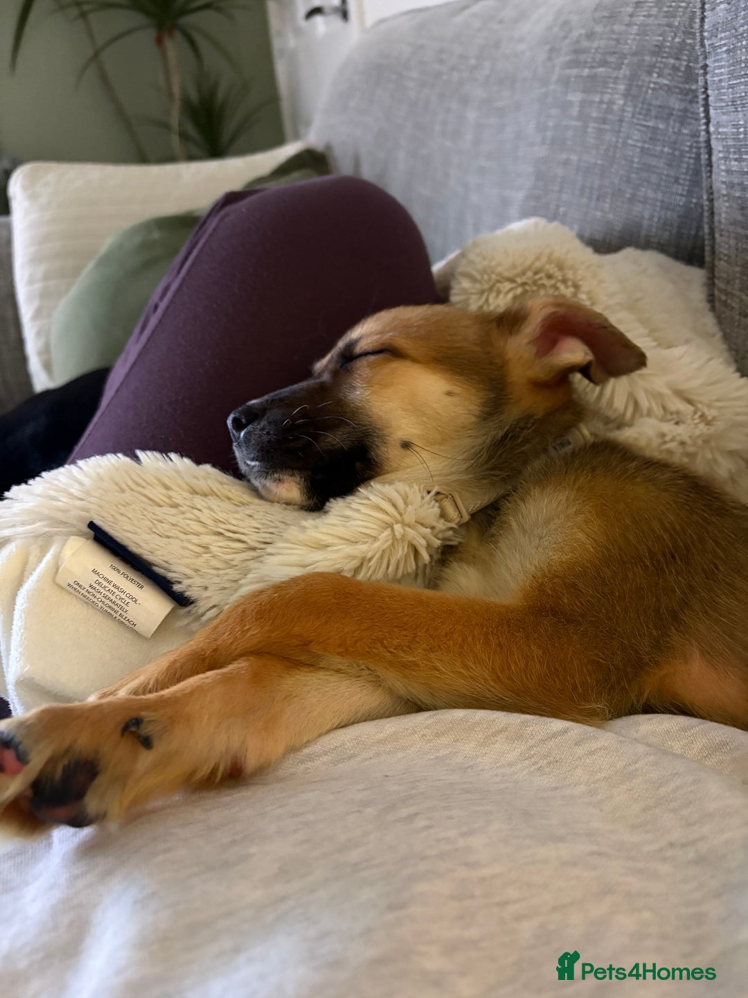 Mixed Breed dogs for sale: German Shepherd X Staffy Puppy for sale - Advert 6