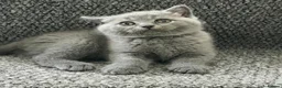 British Shorthair cats for sale: 4 blue Britishshorthair kittens Girls  for sale - Advert 20