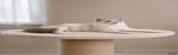 Ragdoll cats for sale: Beautiful Tica Registered Kittens Ragdoll - Advert 5