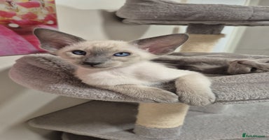 Oriental cats - Advert 11