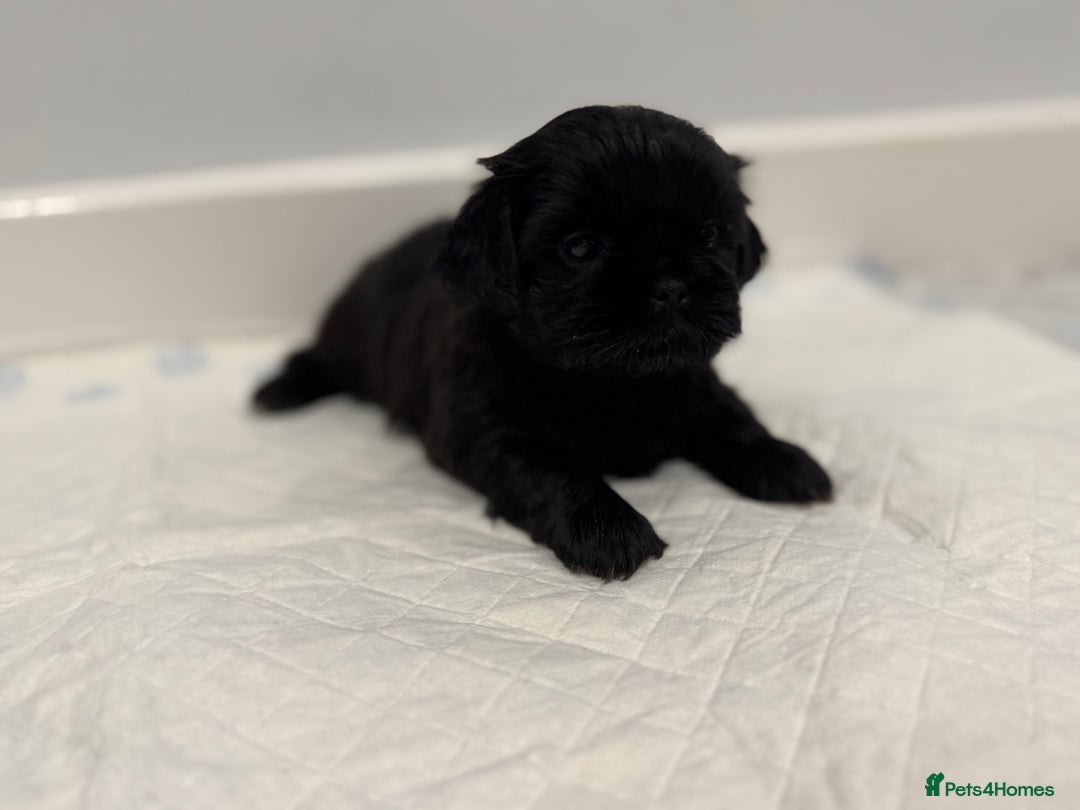 Shih Tzu dogs for sale: ✨ Exceptional Shih Tzu Puppies – Available✨ - Advert 10