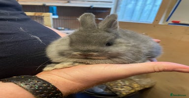 Netherland Dwarf rabbits - Advert 13