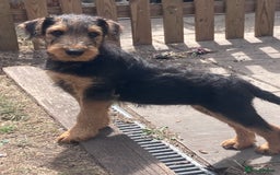 Airedale Terrier dogs for sale: Well bred, balanced litter. Quick learners. - Image 2