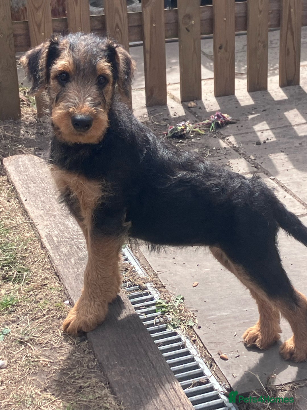 Airedale Terrier dogs for sale: Well bred, balanced litter. Quick learners. - Image 2