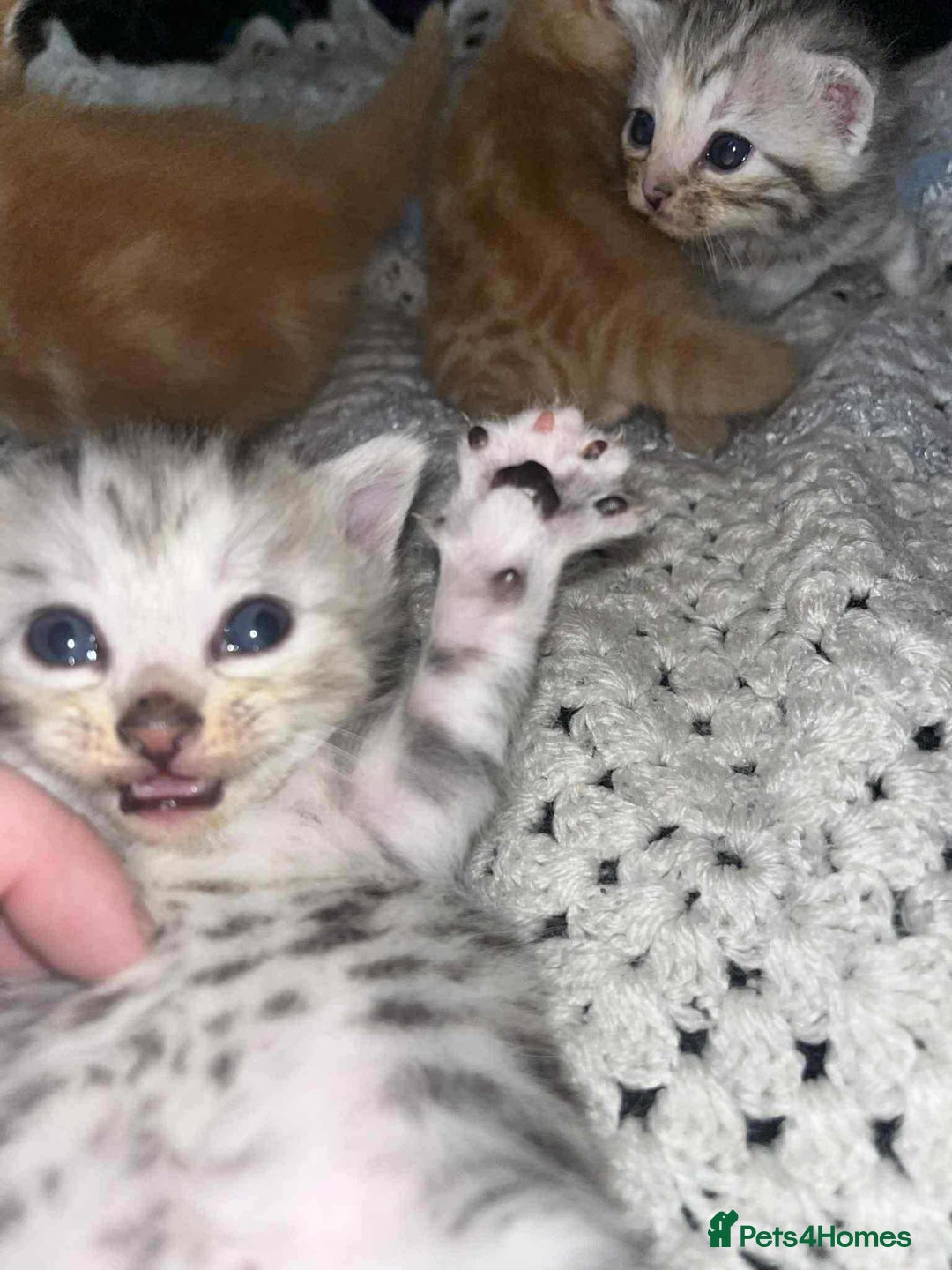 Mixed Breed cats for sale: Beautiful bengal cross kittens - Advert 6