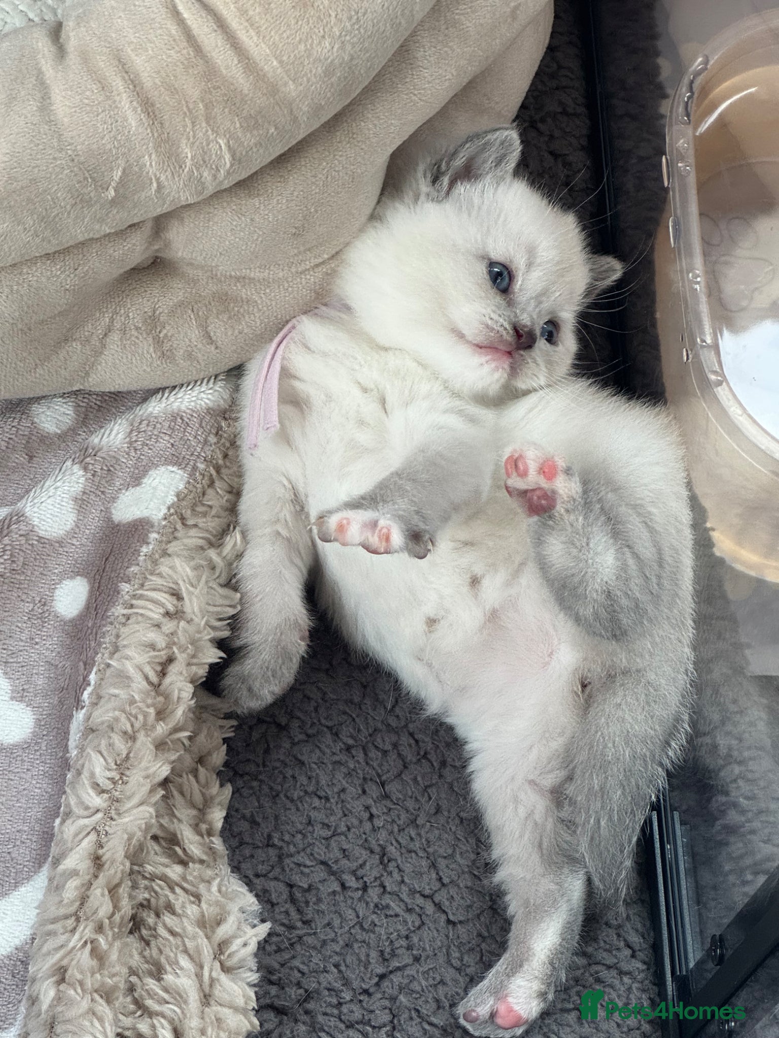 British Shorthair cats for sale: Gorgeous GCCF colourpoints  - Advert 15