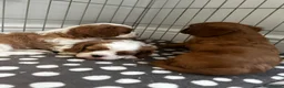 Cavalier King Charles Spaniel dogs for sale: cavalier King Charles spaniels - Advert 9