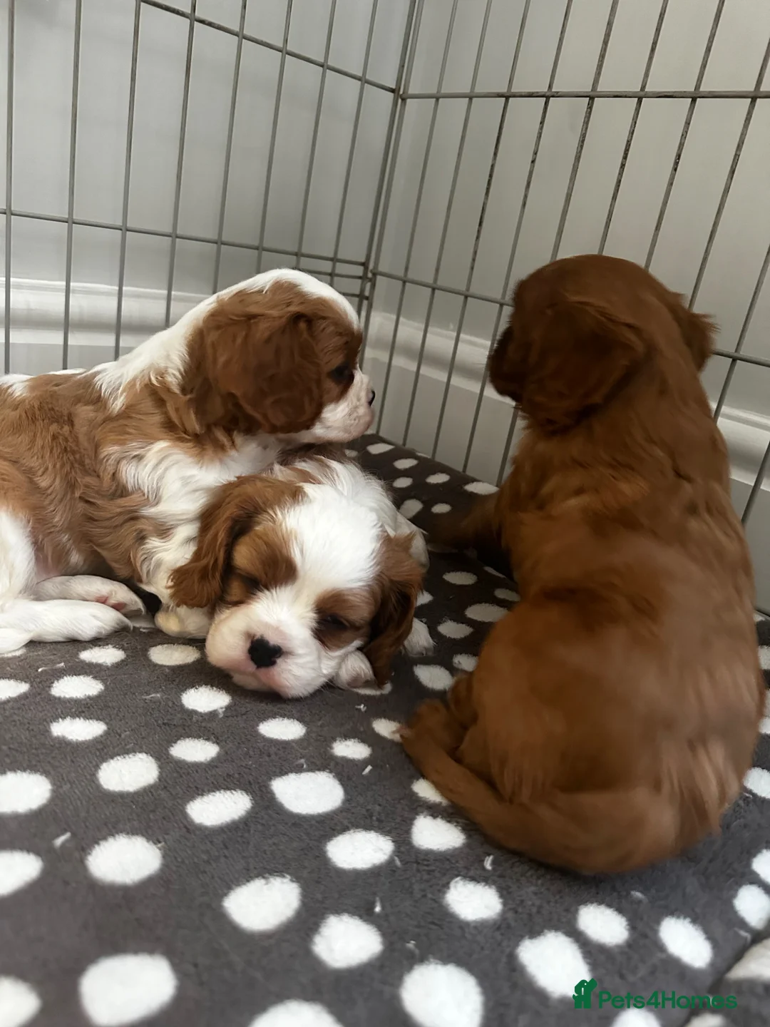 Cavalier King Charles Spaniel dogs for sale: cavalier King Charles spaniels - Advert 9