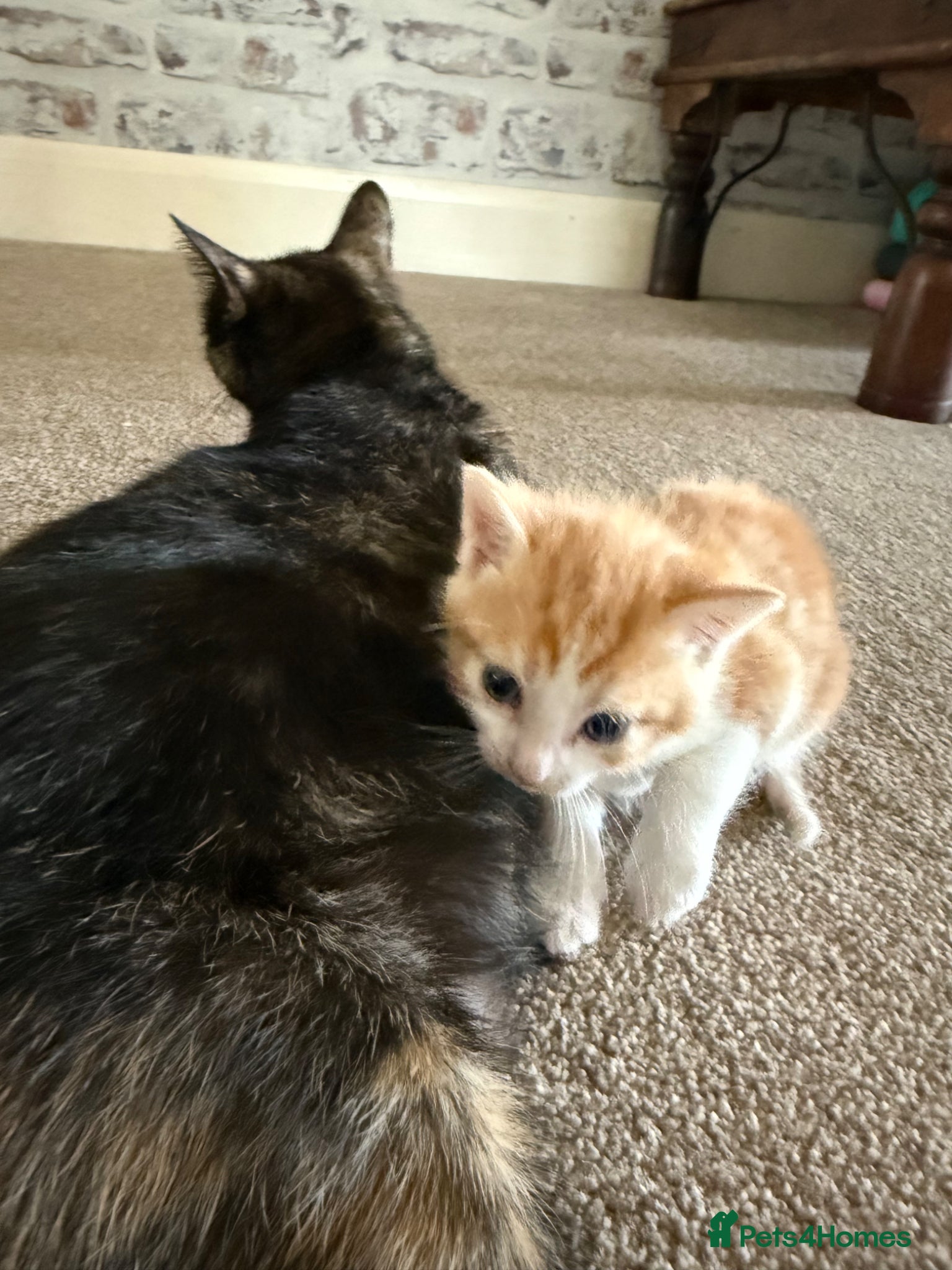 Mixed Breed cats for sale: 3 little adorable kittens - Advert 6