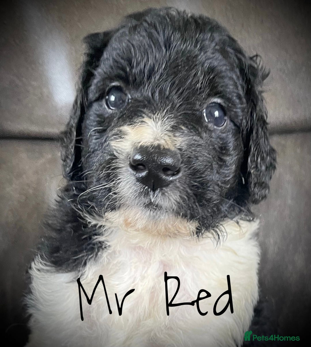 Saint Bernard dogs for sale: St Berdoodle Puppies  - Advert 5