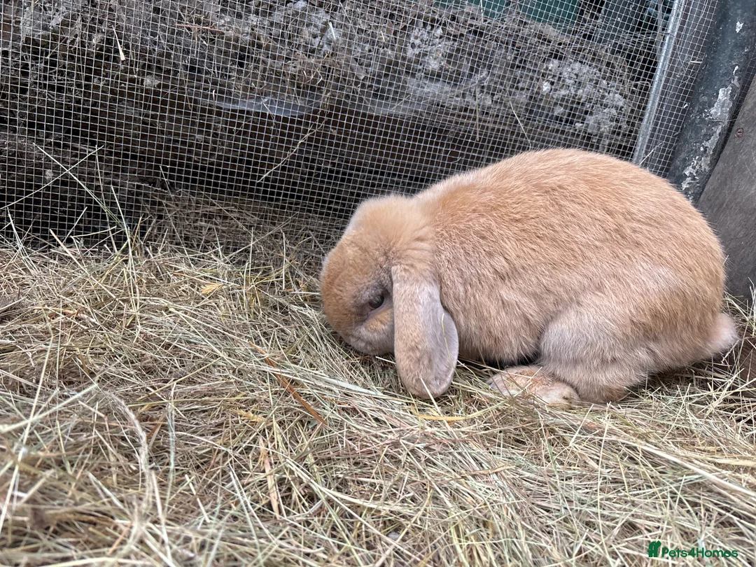 Mini Lop rabbits for sale: Friendly male minilop - Advert 2