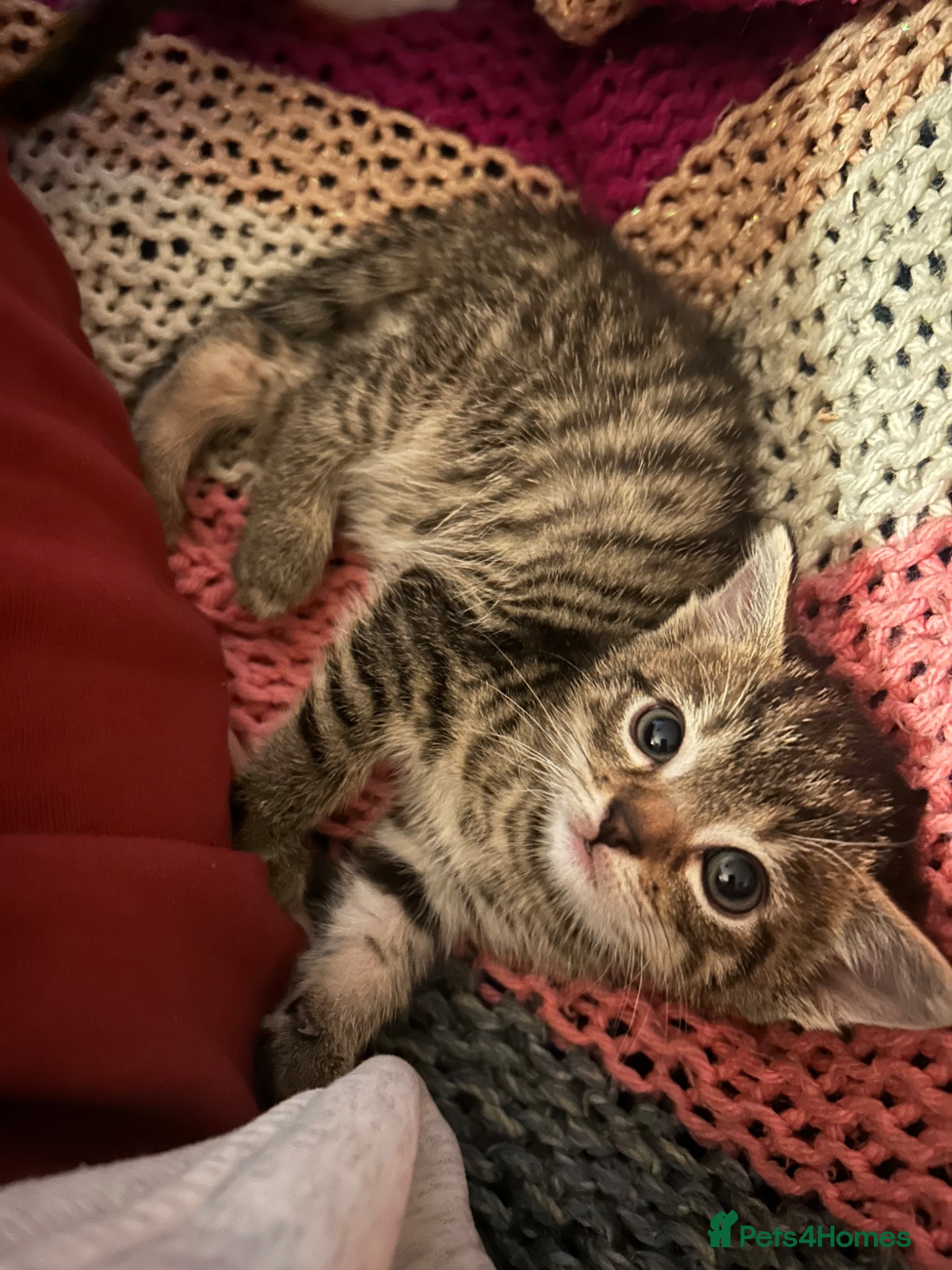 Mixed Breed cats Tabby kitten - girl  - Advert 10